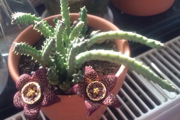 多肉植物能曬太陽嗎 多肉植物放到臥室好嗎