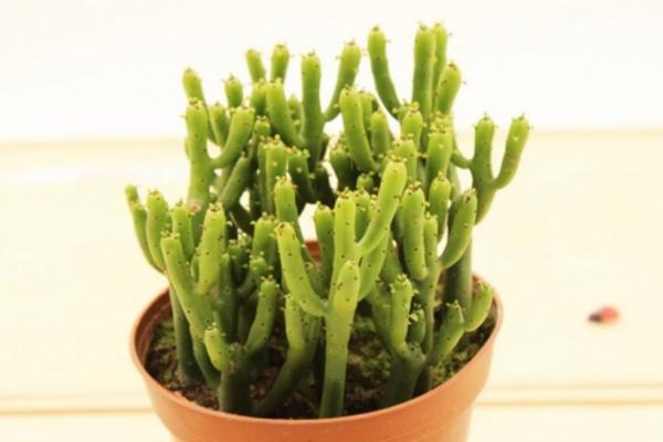 多肉植物能曬太陽嗎 多肉植物放到臥室好嗎