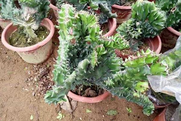 多肉植物能曬太陽嗎 多肉植物放到臥室好嗎