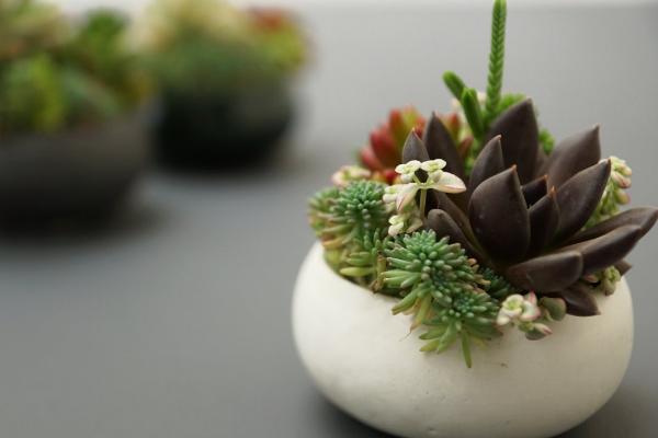 多肉植物一般多久澆一次水 多肉植物澆水還是噴霧