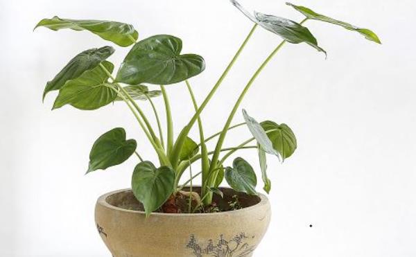 滴水觀音圖片大全（含開花） 滴水觀音怎么養(yǎng)好看有粗壯