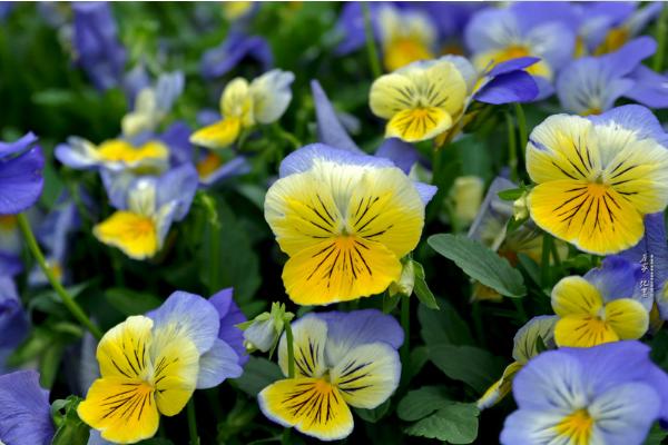 蝴蝶花功效與作用及禁忌 蝴蝶花的選購方法