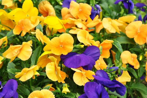 蝴蝶花種子市場價格多少錢一斤 蝴蝶花的種子怎么種