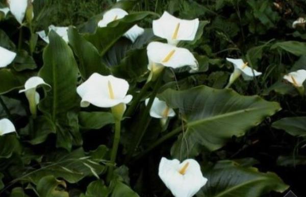 馬蹄蓮市場價格多少錢一束 馬蹄蓮的品種及特征