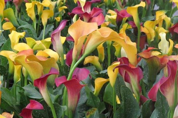 馬蹄蓮市場價格多少錢一束 馬蹄蓮的品種及特征