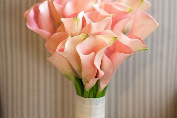 馬蹄蓮市場價格多少錢一束 馬蹄蓮的品種及特征