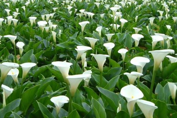 馬蹄蓮市場價格多少錢一束 馬蹄蓮的品種及特征