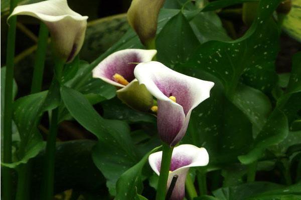 馬蹄蓮什么時候開花（幾月） 馬蹄蓮什么時候種