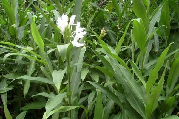 姜花種子市場(chǎng)價(jià)格多少錢一斤 姜花的養(yǎng)殖方法