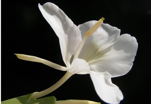 姜花種子市場(chǎng)價(jià)格多少錢一斤 姜花的養(yǎng)殖方法