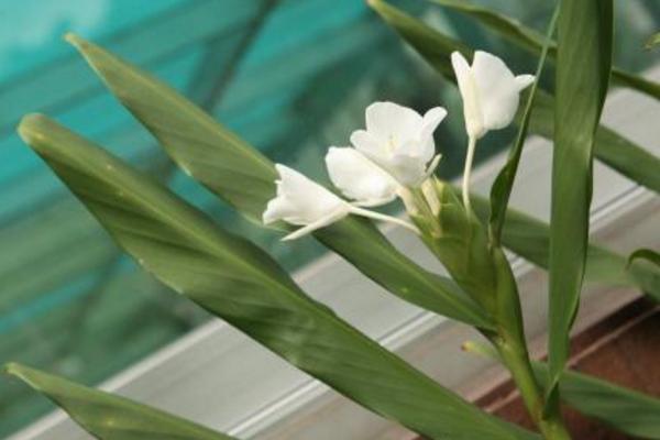 姜花種子市場(chǎng)價(jià)格多少錢一斤 姜花的養(yǎng)殖方法