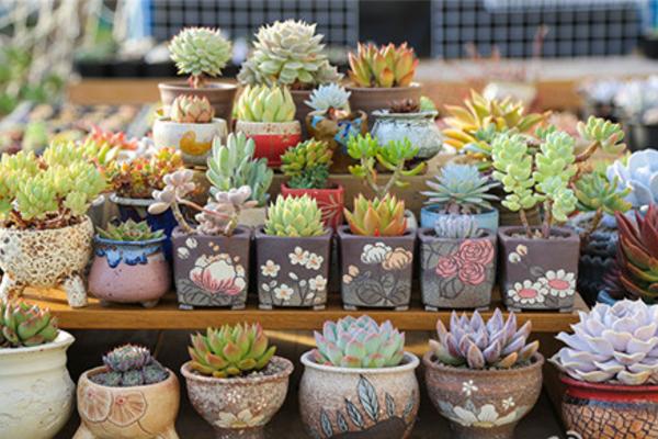 盆栽多肉植物需要施肥嗎 多肉液體肥料使用方法