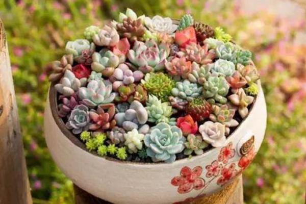 盆栽多肉植物需要施肥嗎 多肉液體肥料使用方法