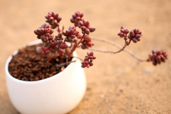 盆栽多肉植物需要施肥嗎 多肉液體肥料使用方法