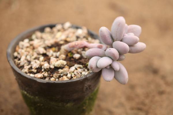 盆栽多肉植物需要施肥嗎 多肉液體肥料使用方法