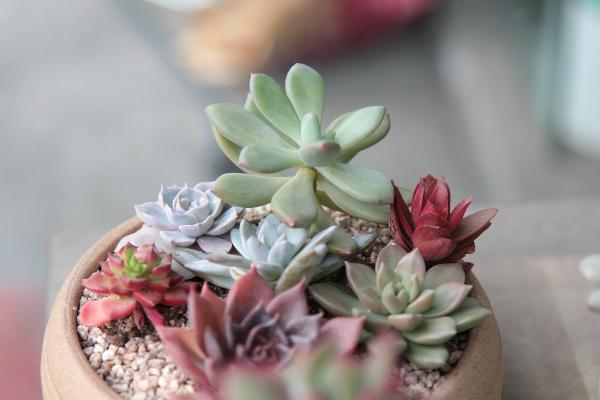 盆栽多肉植物需要施肥嗎 多肉液體肥料使用方法