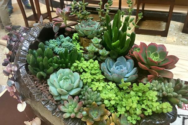 盆栽多肉植物需要施肥嗎 多肉液體肥料使用方法