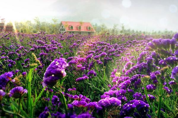 薰衣草什么時候開花（幾月） 薰衣草花期是什么時候