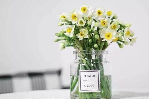 水仙花的知識 水仙花的生長過程