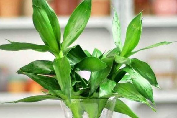 富貴竹和蓮花竹的區(qū)別是什么 家中養(yǎng)富貴竹有什么好處