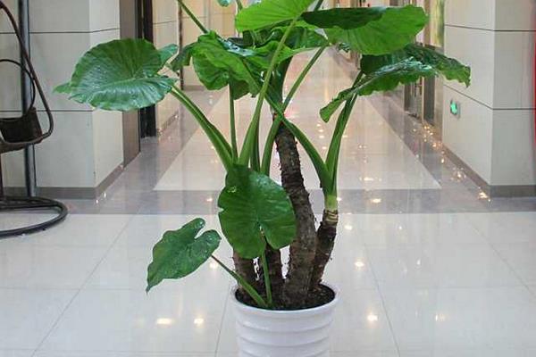 滴水觀音圖片大全(含開花) 滴水觀音怎么養好看有粗壯