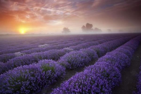 薰衣草怎么種（幾月種） 薰衣草種植方法與注意事項