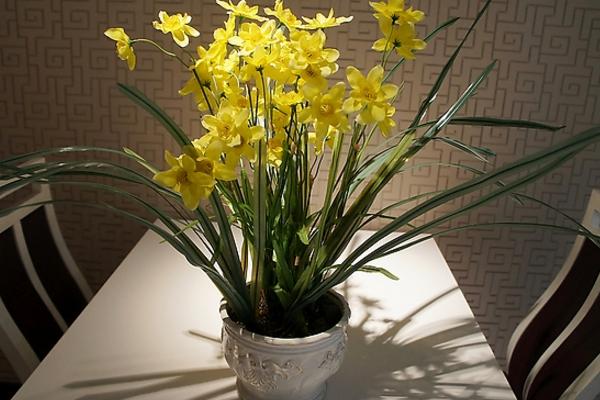 水仙花可以放室內嗎 家里養水仙花擺放與風水的關系
