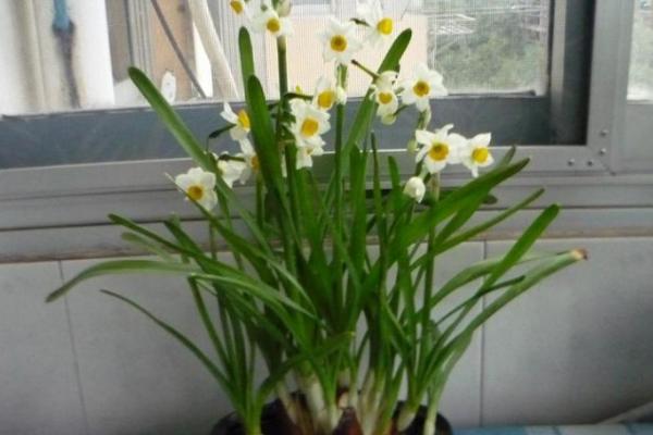 水仙花可以放室內嗎 家里養水仙花擺放與風水的關系