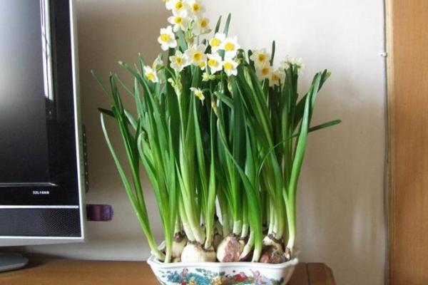 水仙花可以放室內嗎 家里養水仙花擺放與風水的關系