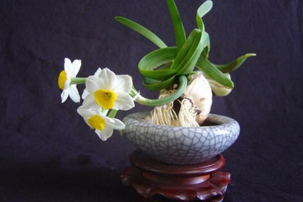 水仙花可以放室內嗎 家里養水仙花擺放與風水的關系