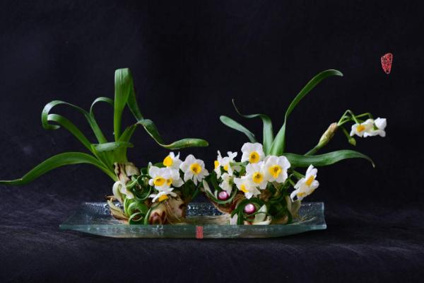 水仙花可以放室內嗎 家里養水仙花擺放與風水的關系