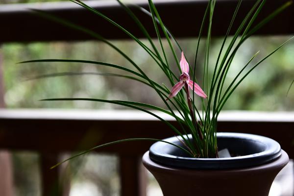 水仙花可以放室內嗎 家里養水仙花擺放與風水的關系