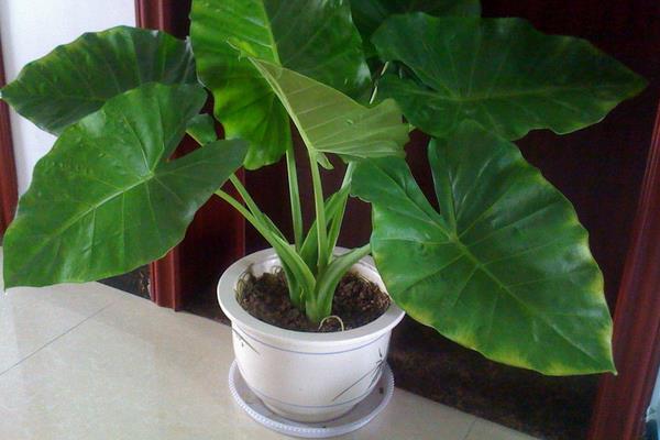 滴水觀音圖片大全(含開花) 滴水觀音怎么養好看有粗壯