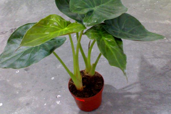 滴水觀音圖片大全(含開花) 滴水觀音怎么養好看有粗壯