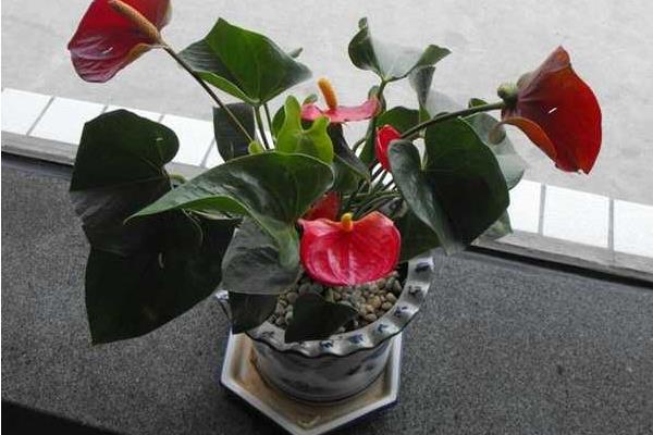 滴水觀音圖片大全(含開花) 滴水觀音怎么養好看有粗壯