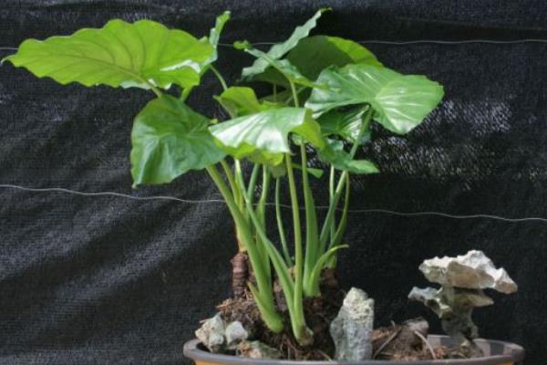 滴水觀音圖片大全(含開花) 滴水觀音怎么養好看有粗壯