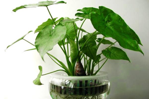 滴水觀音圖片大全(含開花) 滴水觀音怎么養好看有粗壯