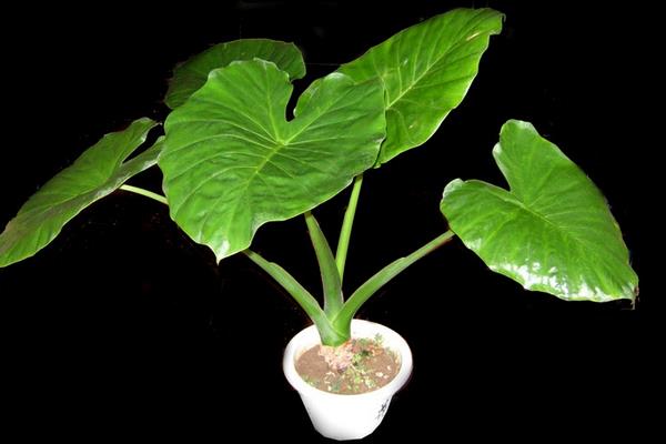 滴水觀音圖片大全(含開花) 滴水觀音怎么養好看有粗壯