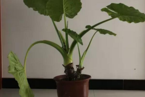 滴水觀音圖片大全(含開花) 滴水觀音怎么養好看有粗壯