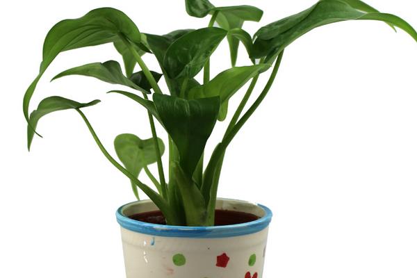 滴水觀音圖片大全(含開花) 滴水觀音怎么養好看有粗壯