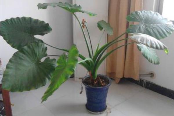 滴水觀音圖片大全(含開花) 滴水觀音怎么養好看有粗壯