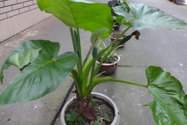 滴水觀音圖片大全(含開花) 滴水觀音怎么養好看有粗壯