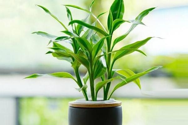富貴竹有毒嗎 富貴竹可以放臥室內嗎