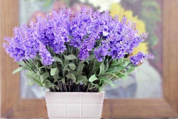 家庭盆栽薰衣草怎么種 陽臺盆栽薰衣草養殖方法與注意事項