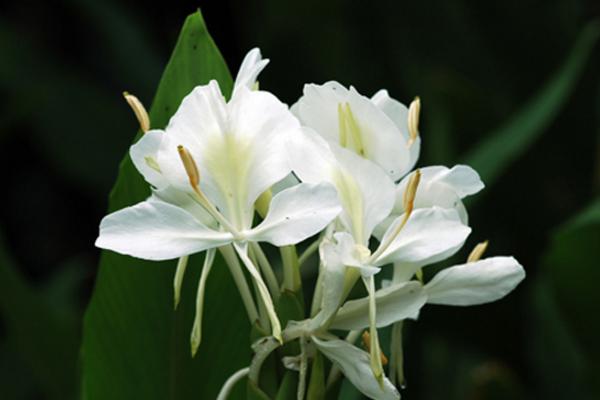 姜花盆栽怎么養(yǎng) 姜花養(yǎng)殖方法與注意事項(xiàng)