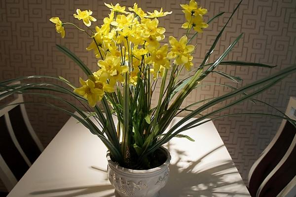 水仙花什么時候開(幾月) 水仙花開花后怎么處理