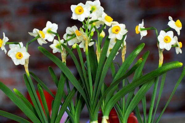 水仙花什么時候開(幾月) 水仙花開花后怎么處理