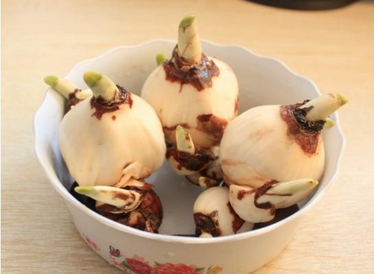 水仙花什么時候開(幾月) 水仙花開花后怎么處理