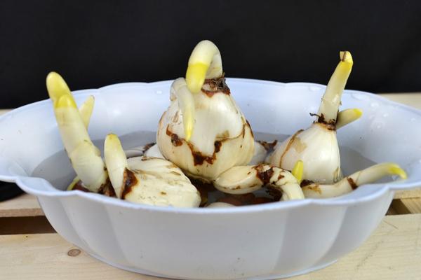 水仙花種子市場價格多少錢一斤 水仙花的養殖方法