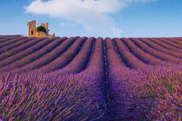 薰衣草和鼠尾草的區別是什么 薰衣草的分布